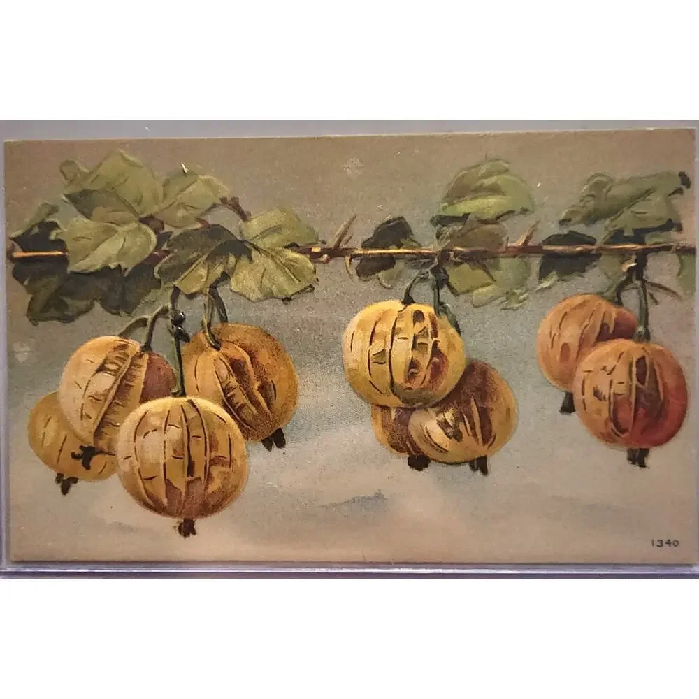 Lot Of Four Vintage Antique Embossed Postcards Fruit